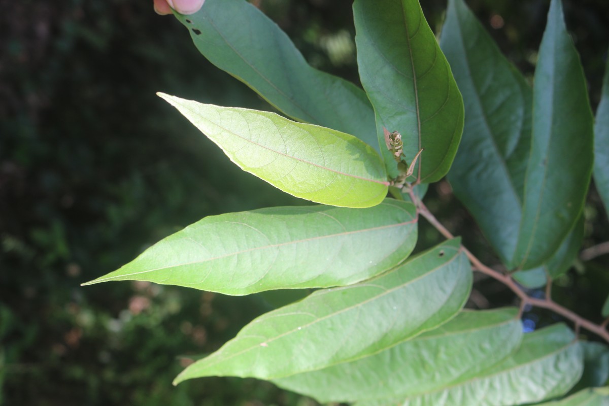 Julostylis angustifolia (Arn.) Thwaites